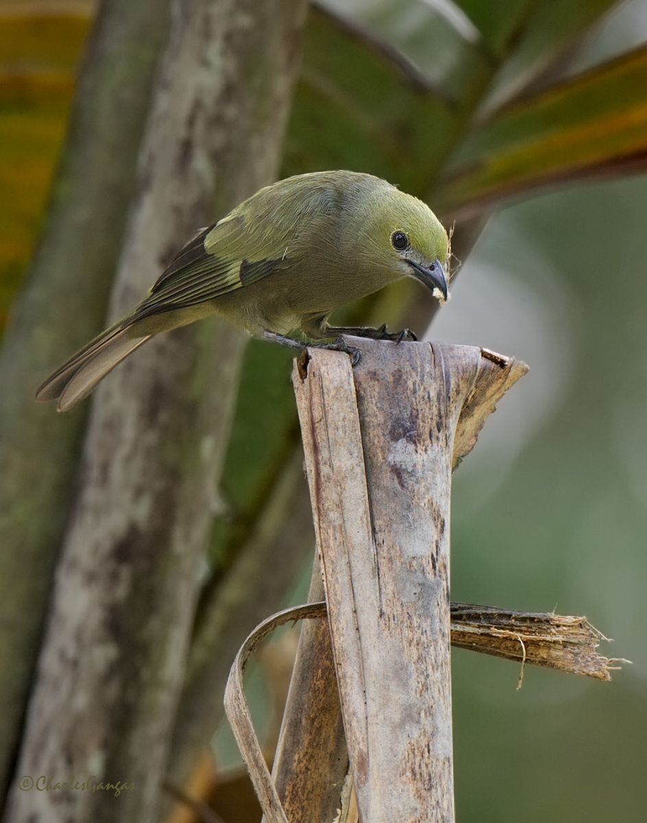 Palm Tanager
