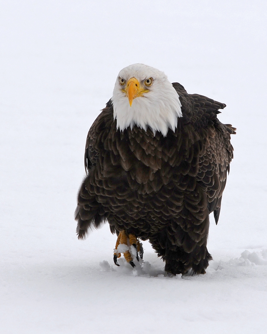 The Approach, Bald Eagle