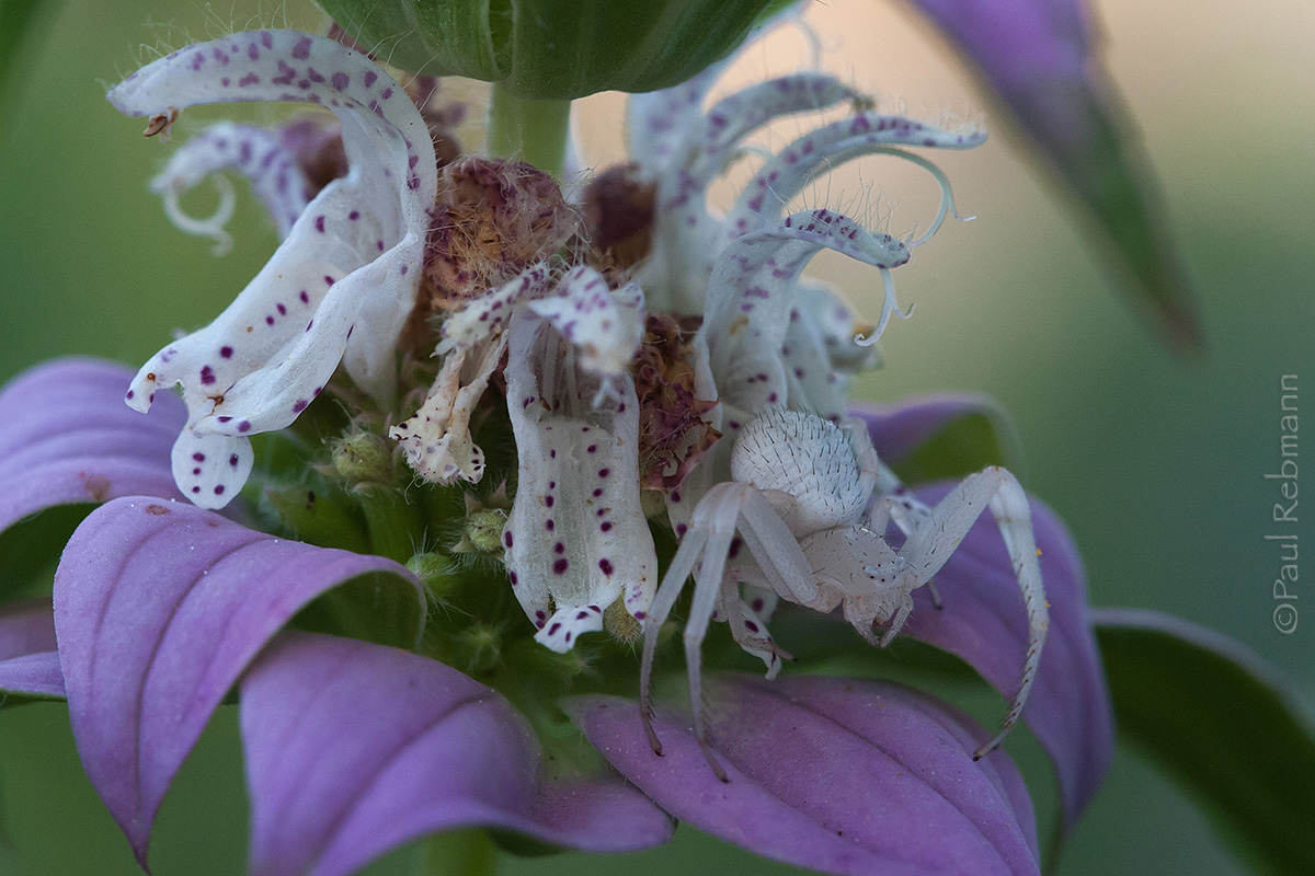 Beebalm Danger WC#573