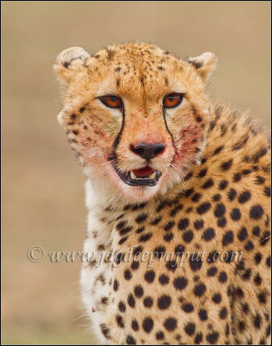Cheetah after the kill