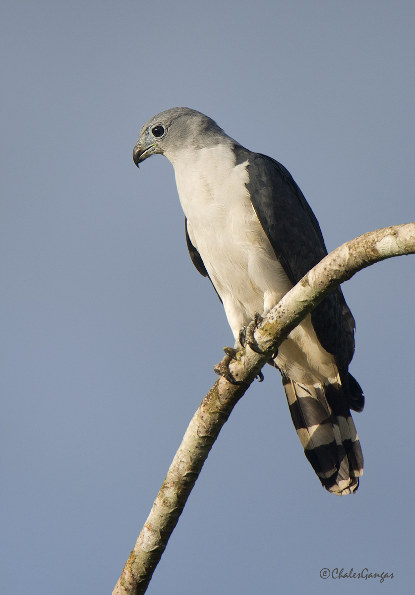 Gray-headed Kite