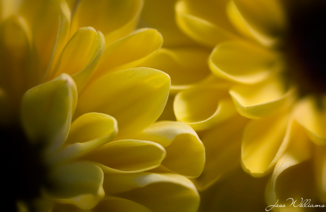 Butter Petals