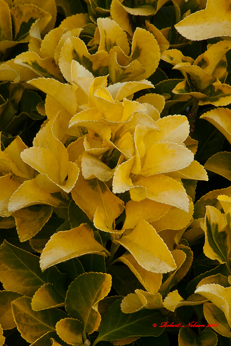Green bush 2