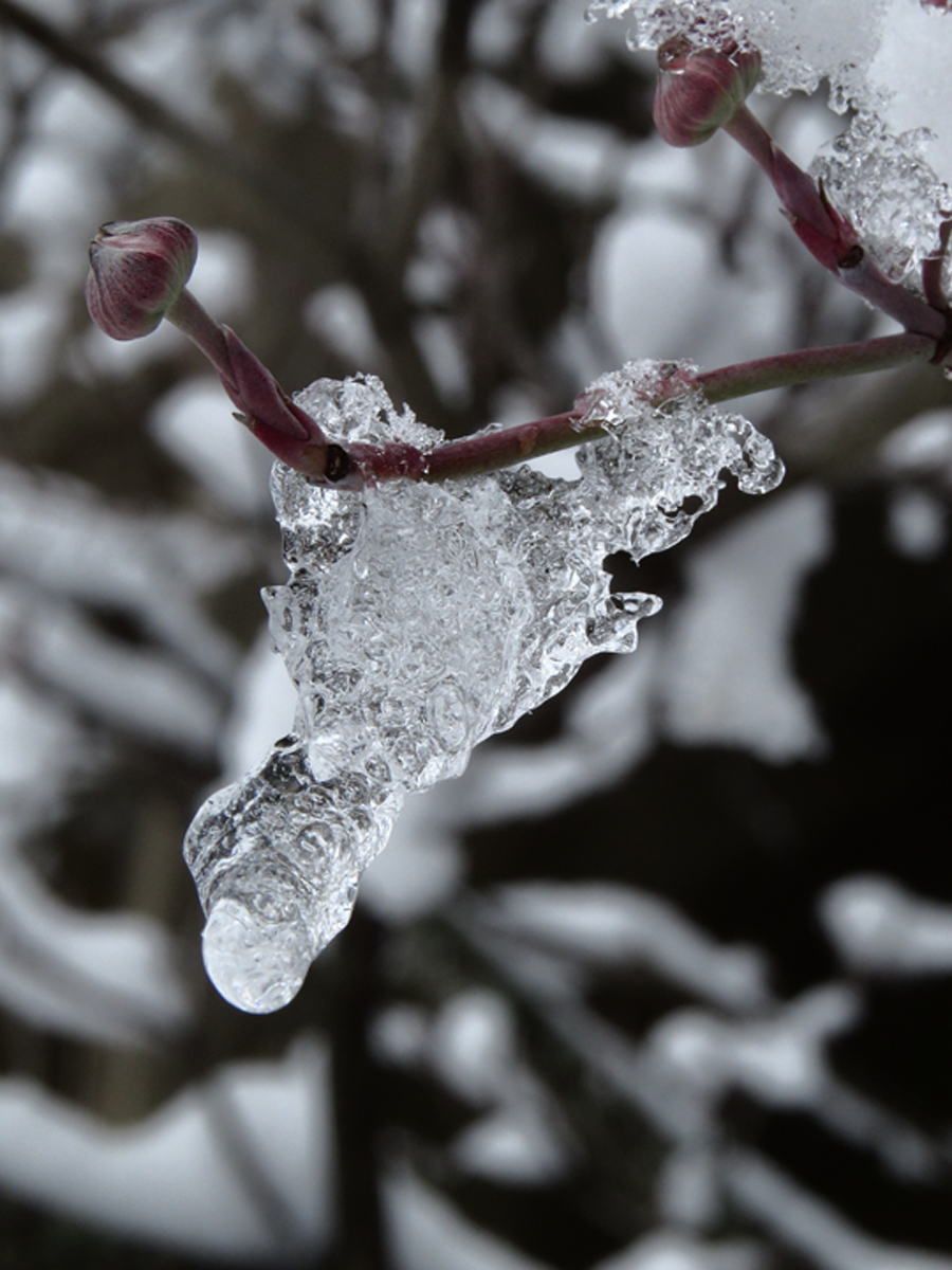 Waiting for spring
