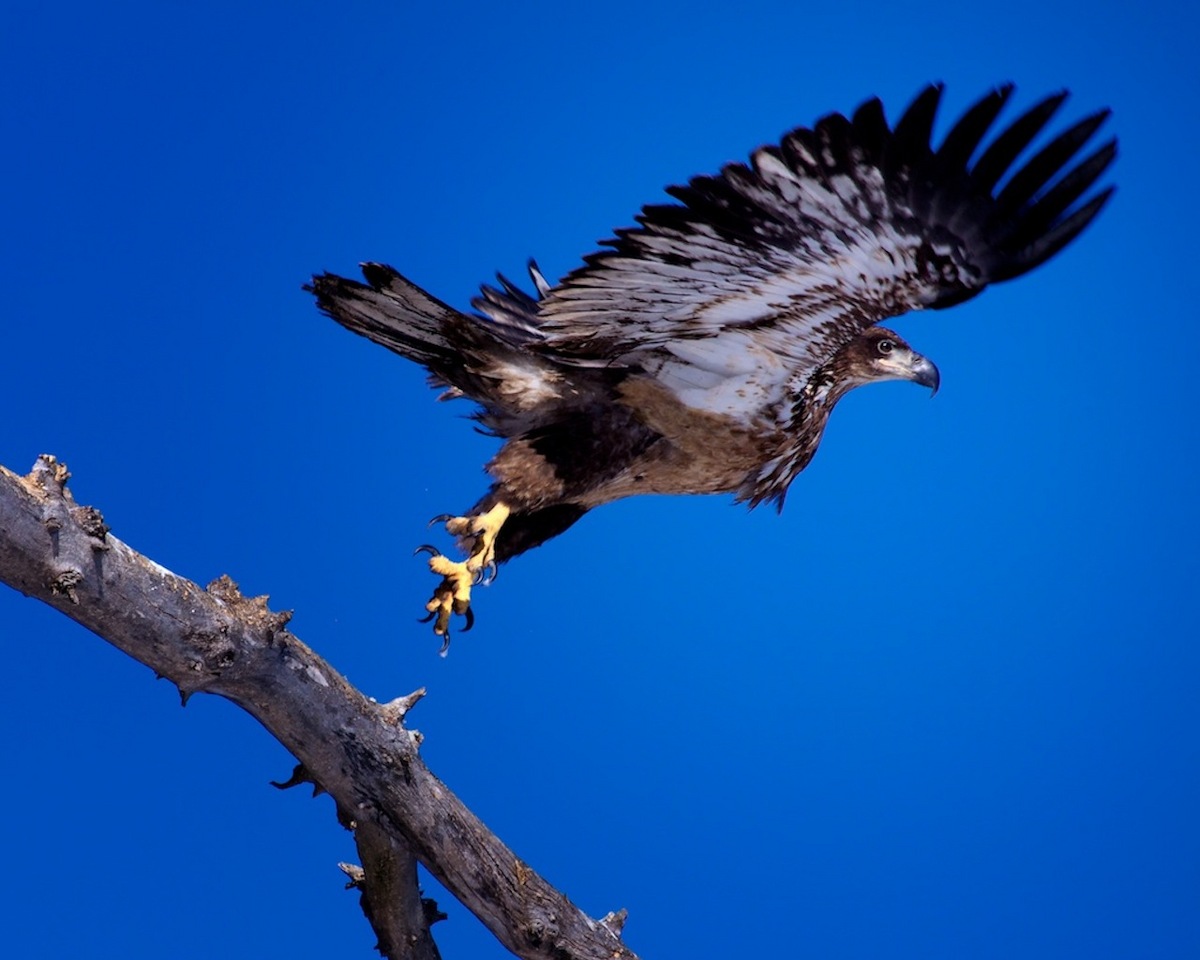 Take off