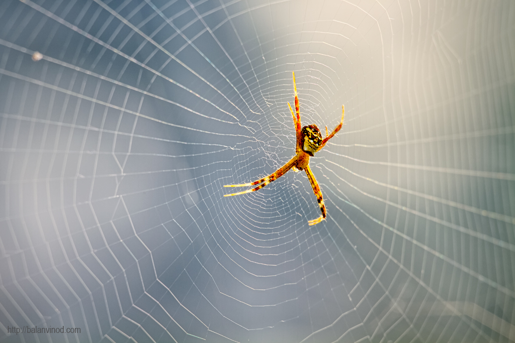 Spider Again