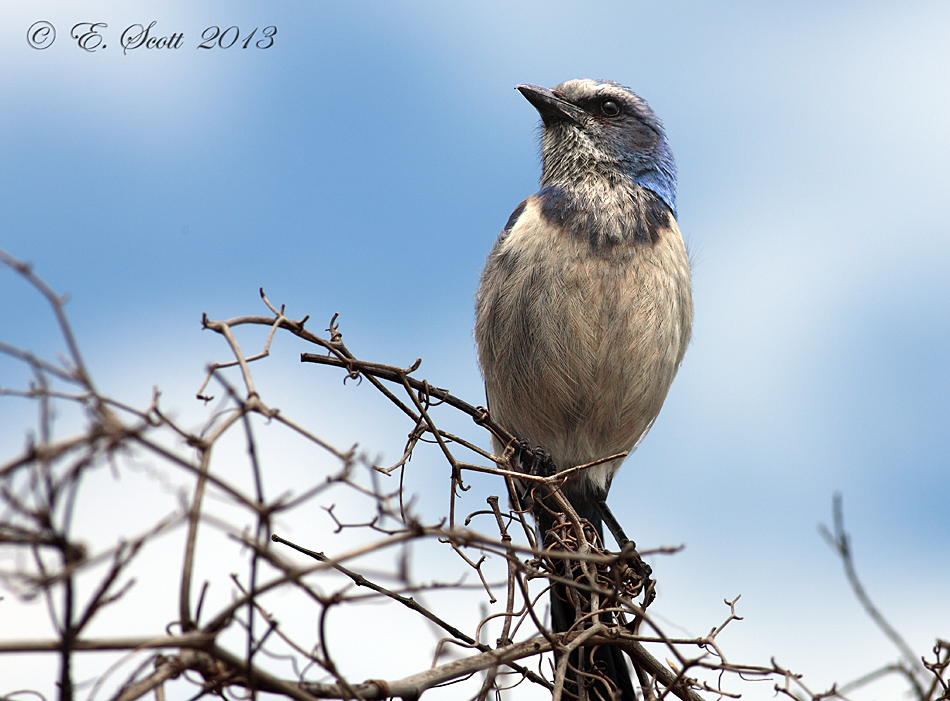 Florida Scrub Jay