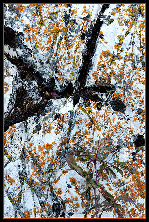 Chaotic Contrast