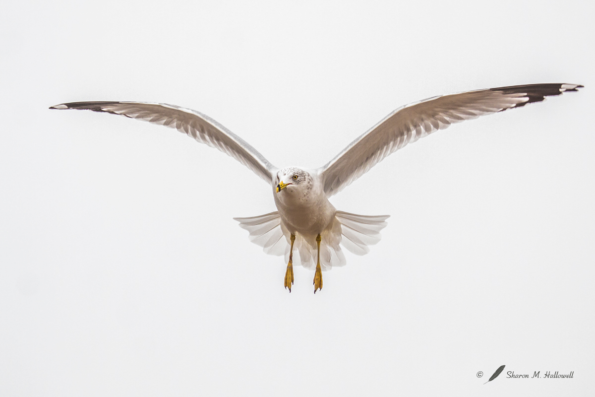 Ring-billed Gull