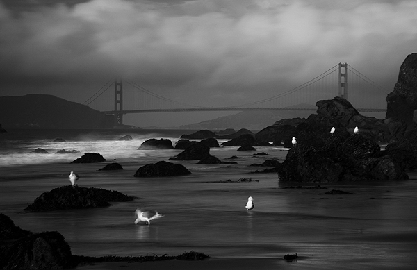 Six Gulls