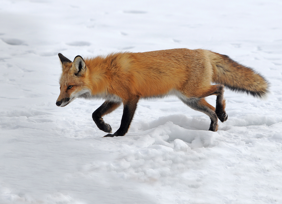 Closing In - Red Fox
