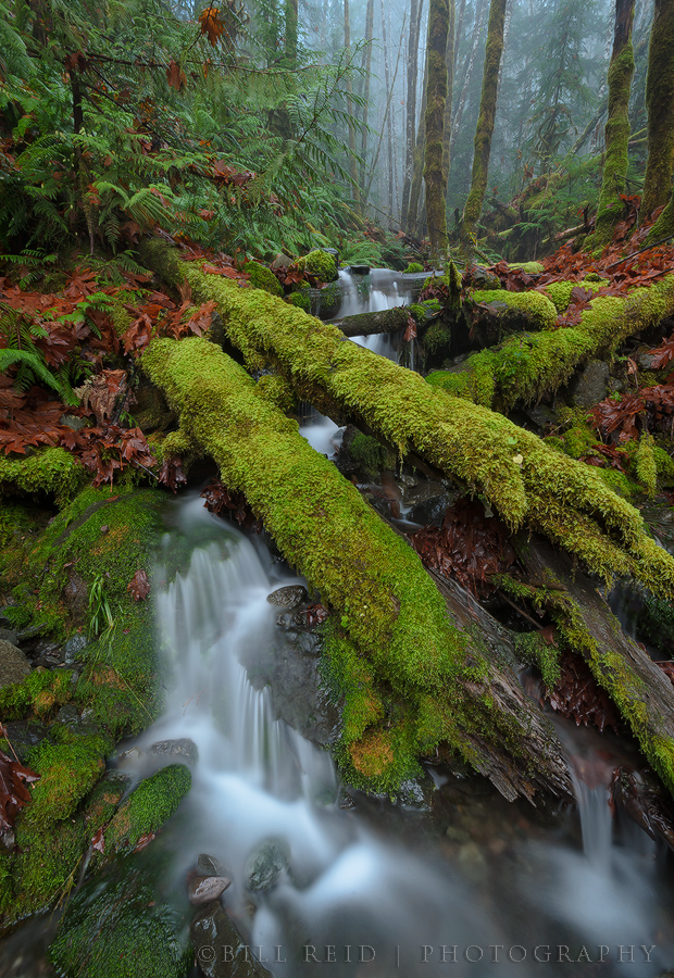 Rainforest Mist