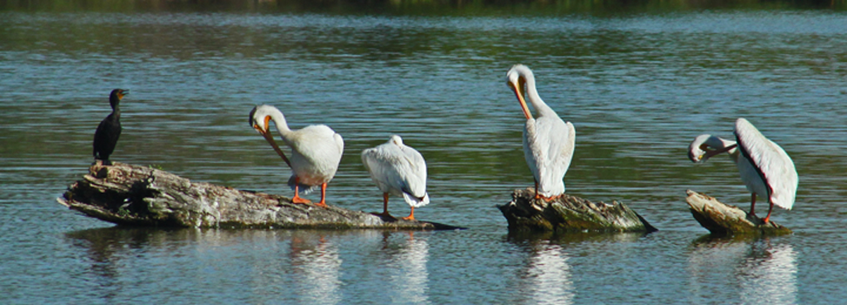 Preening time