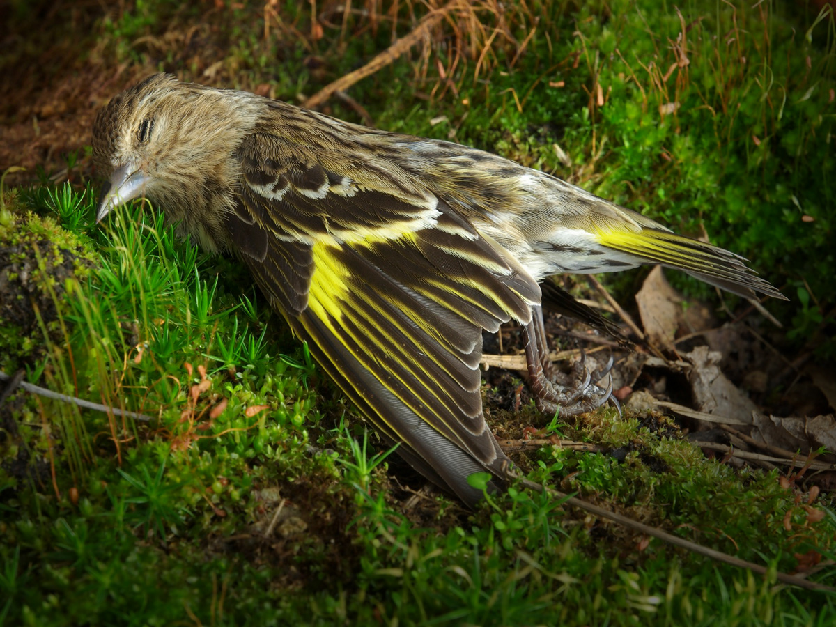 Siskin vs Window WC