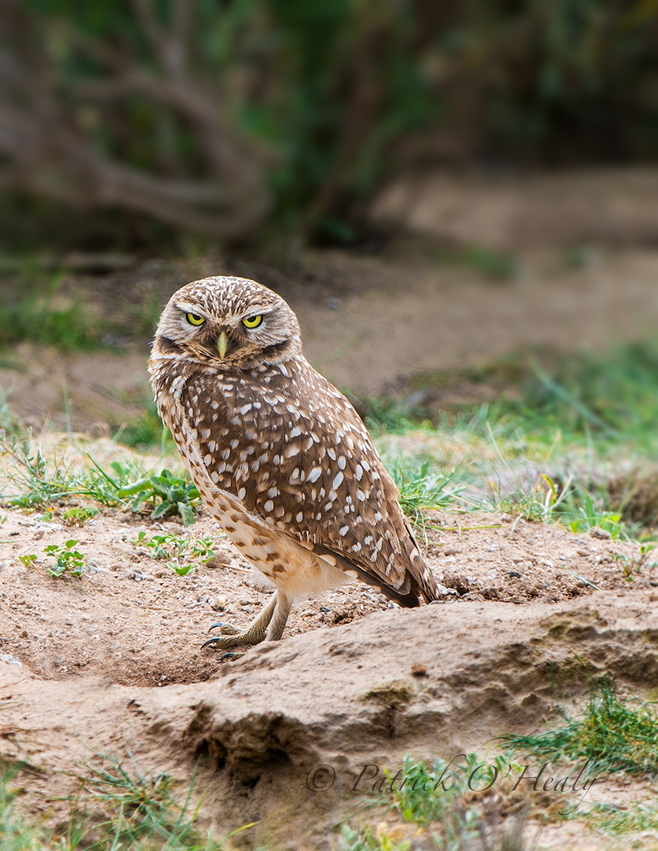 Burrowing Owl