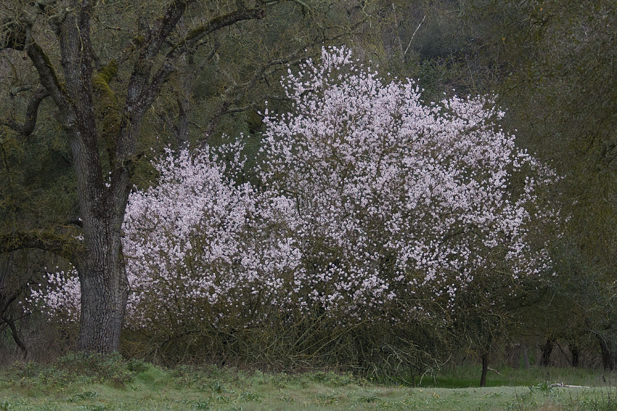 In Bloom