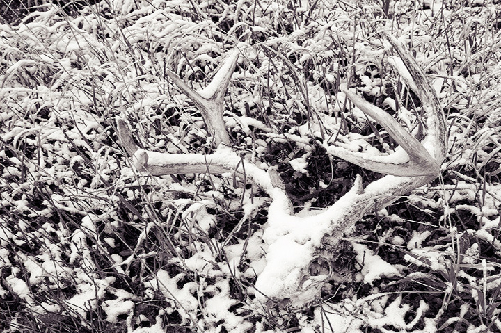 WC574 Winter Kill