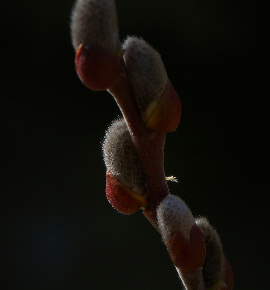Willows popping.