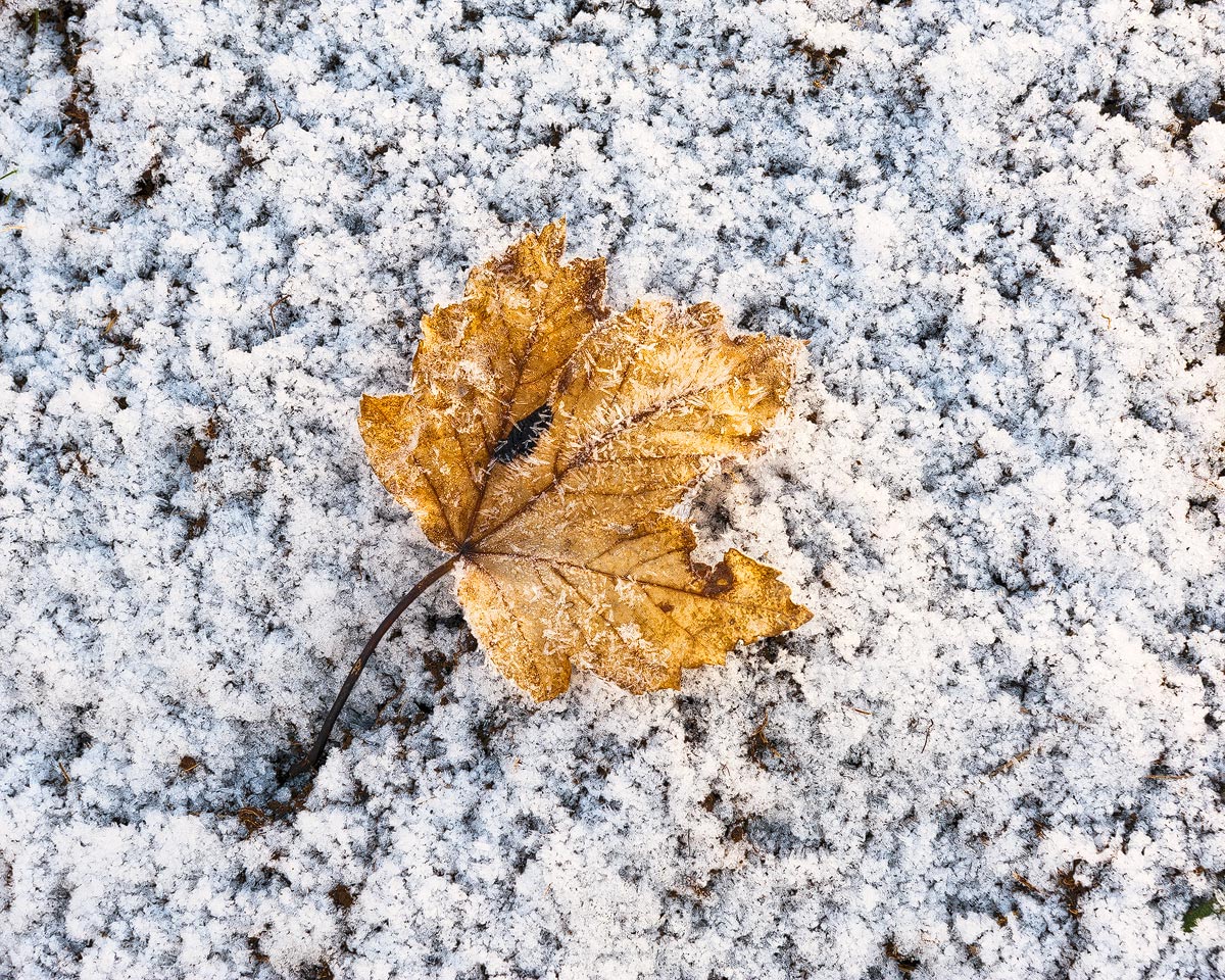 Frosty Leaf