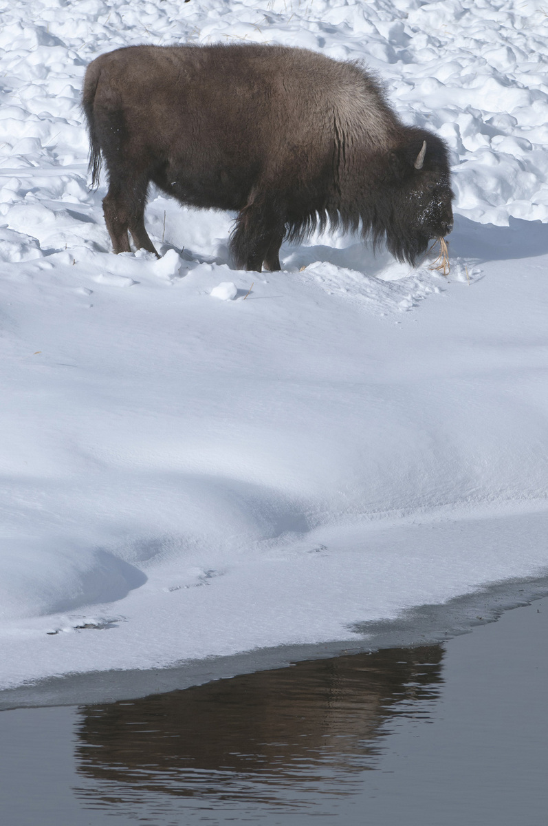 Bison Reflection