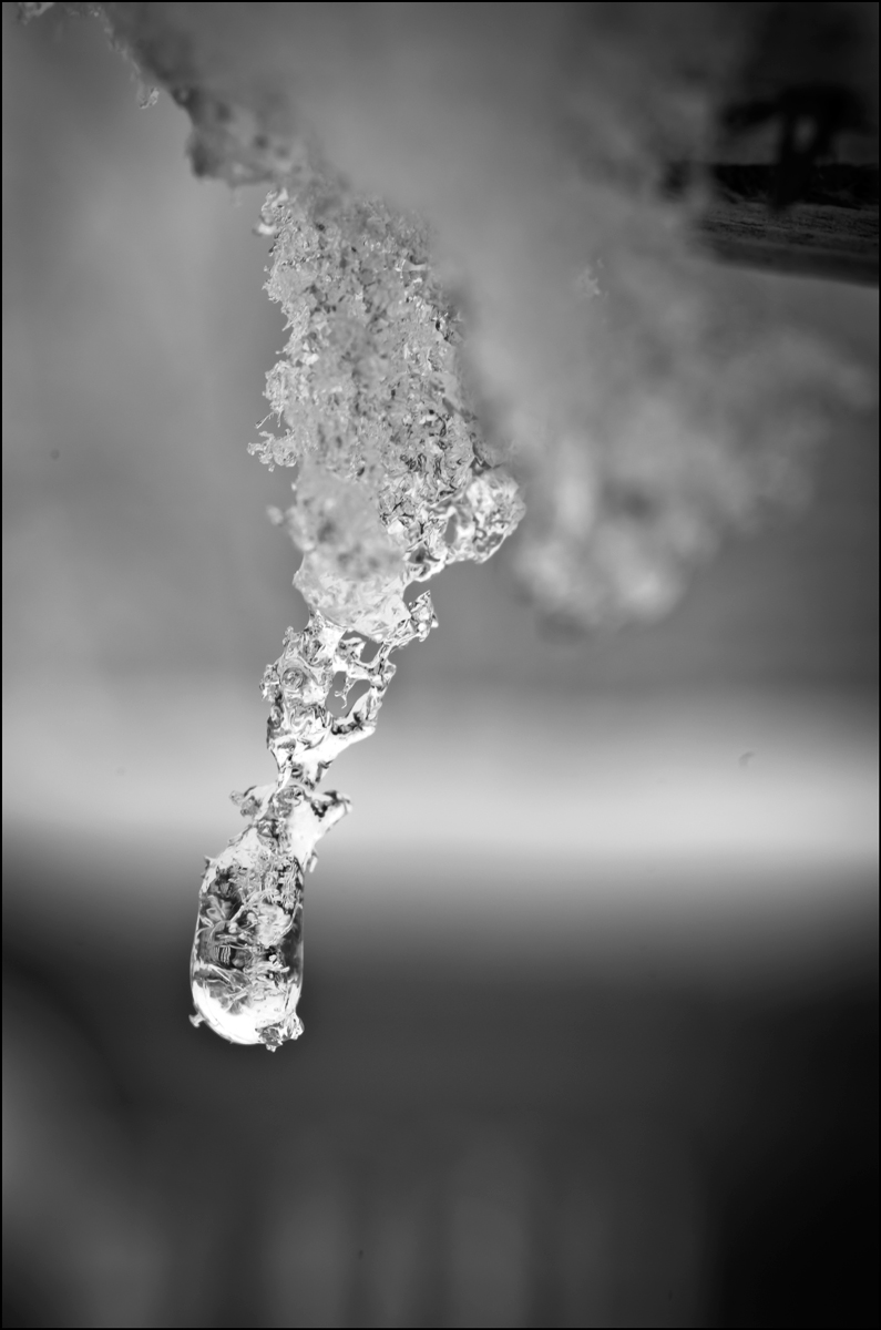 Death of Snowflake #574