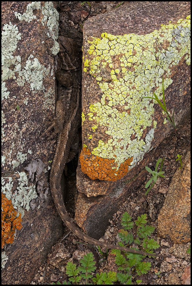 Lichen Lizard