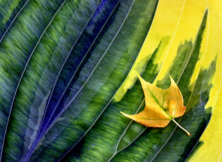 Leaf on LEAF