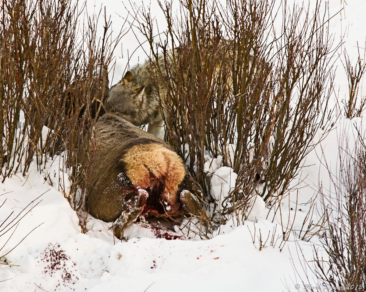 The Kill