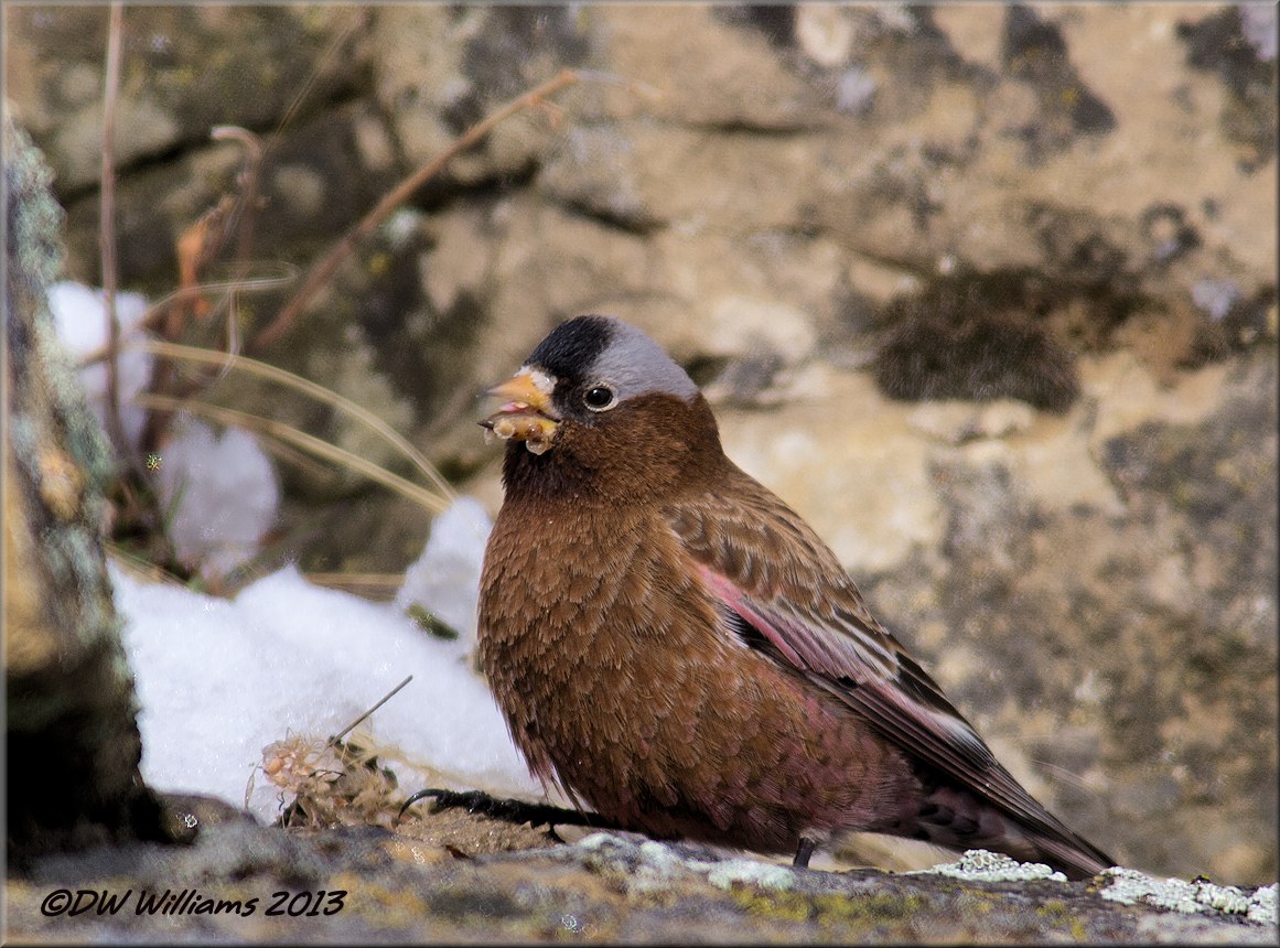Gray-crowned Rosy-Finch