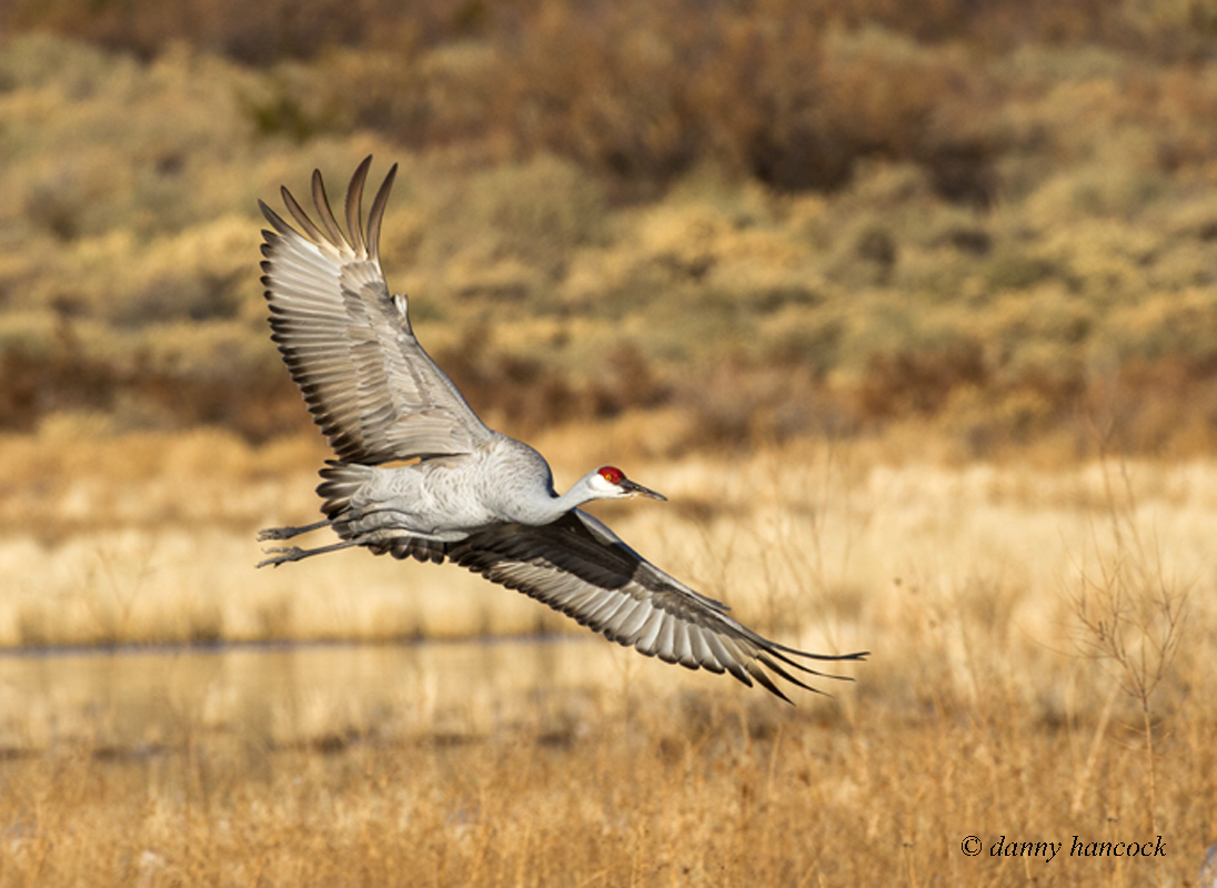 sandhill crane
