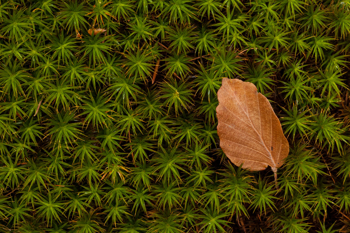 Moss