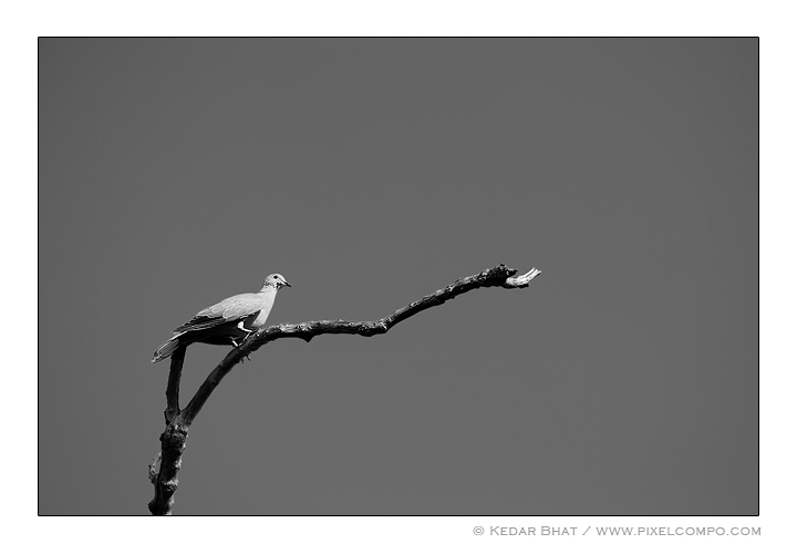 Collared Dove