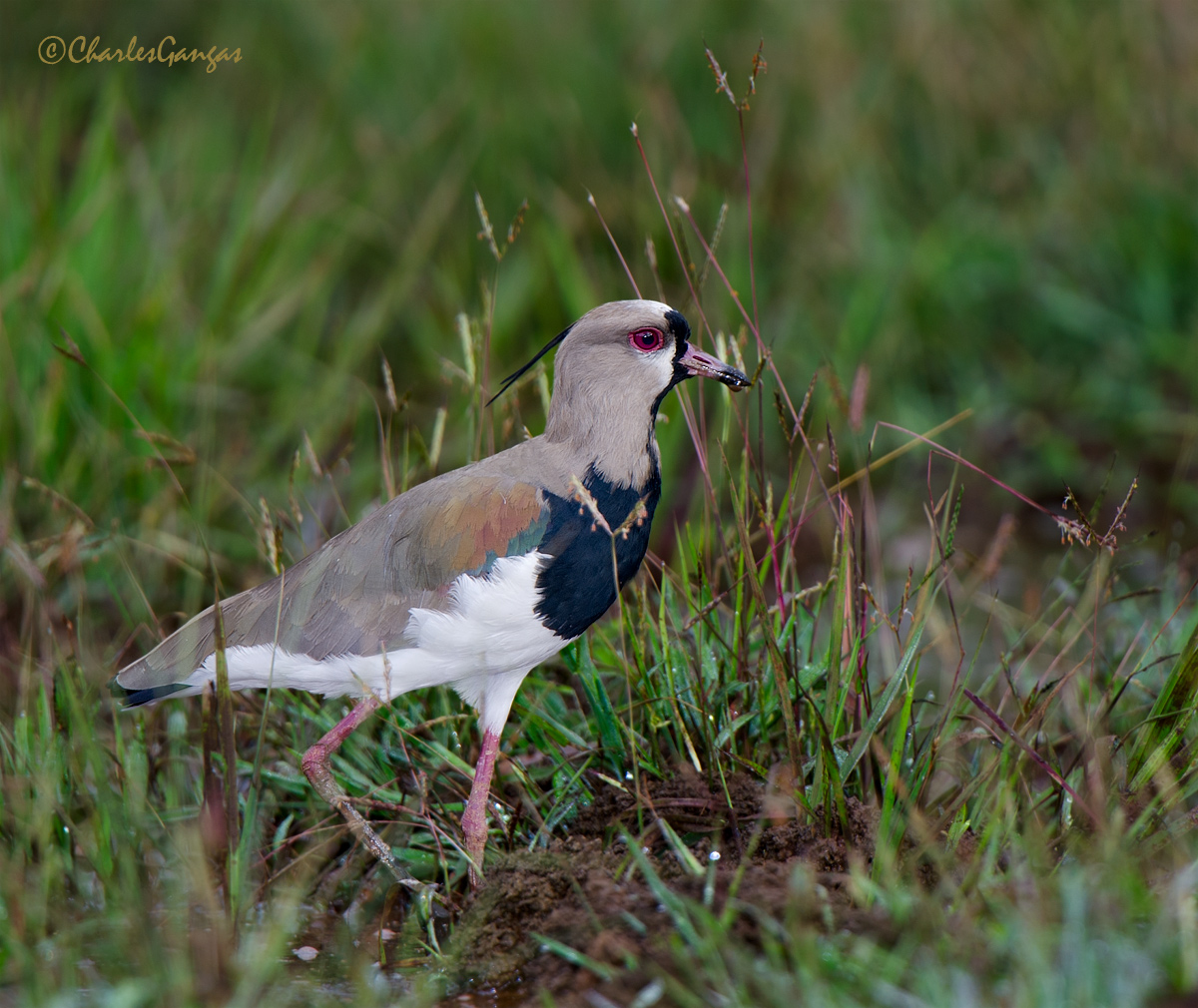Southern Lapwing
