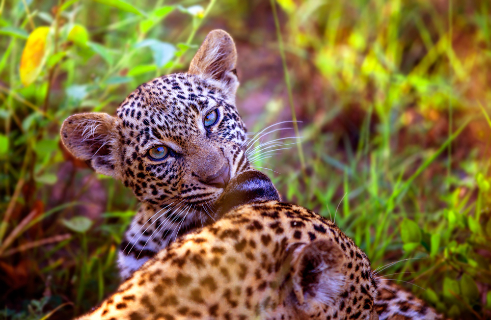 sweet cub
