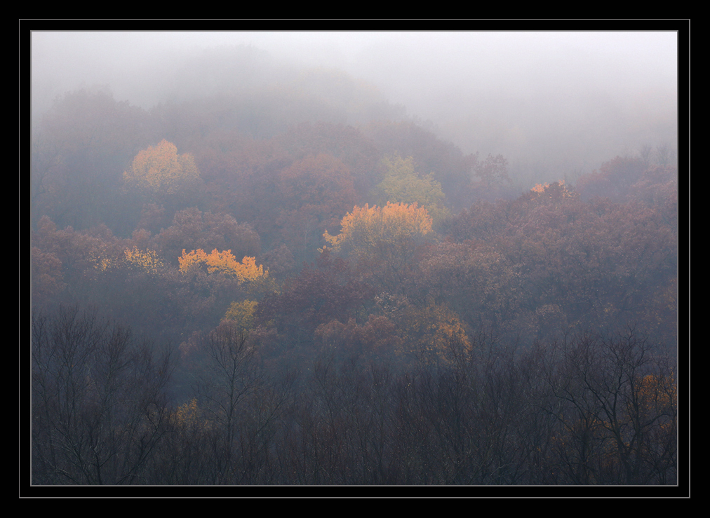 Foggy Autumn Morning