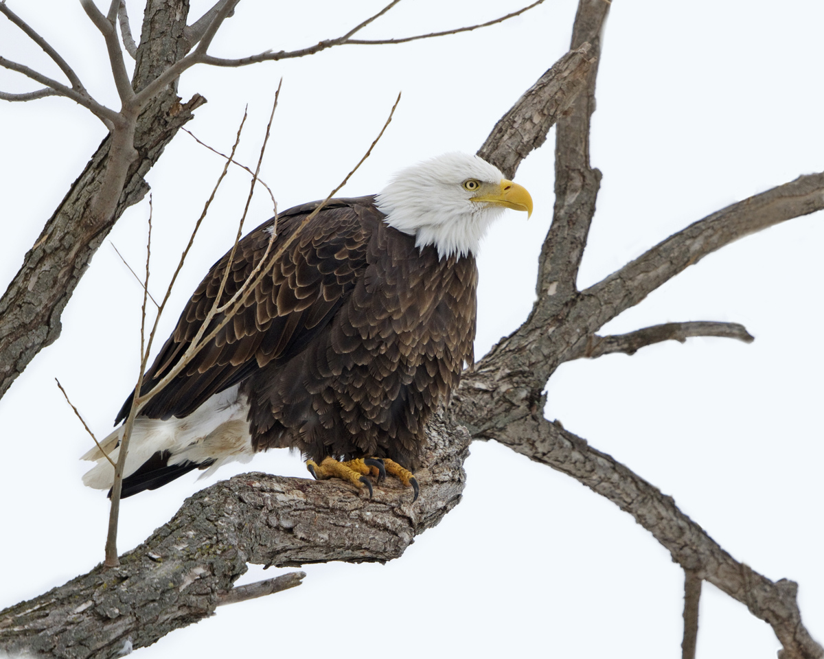 Wisconsin Bald Eagle