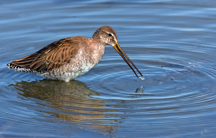 Long-billed Dowitcher