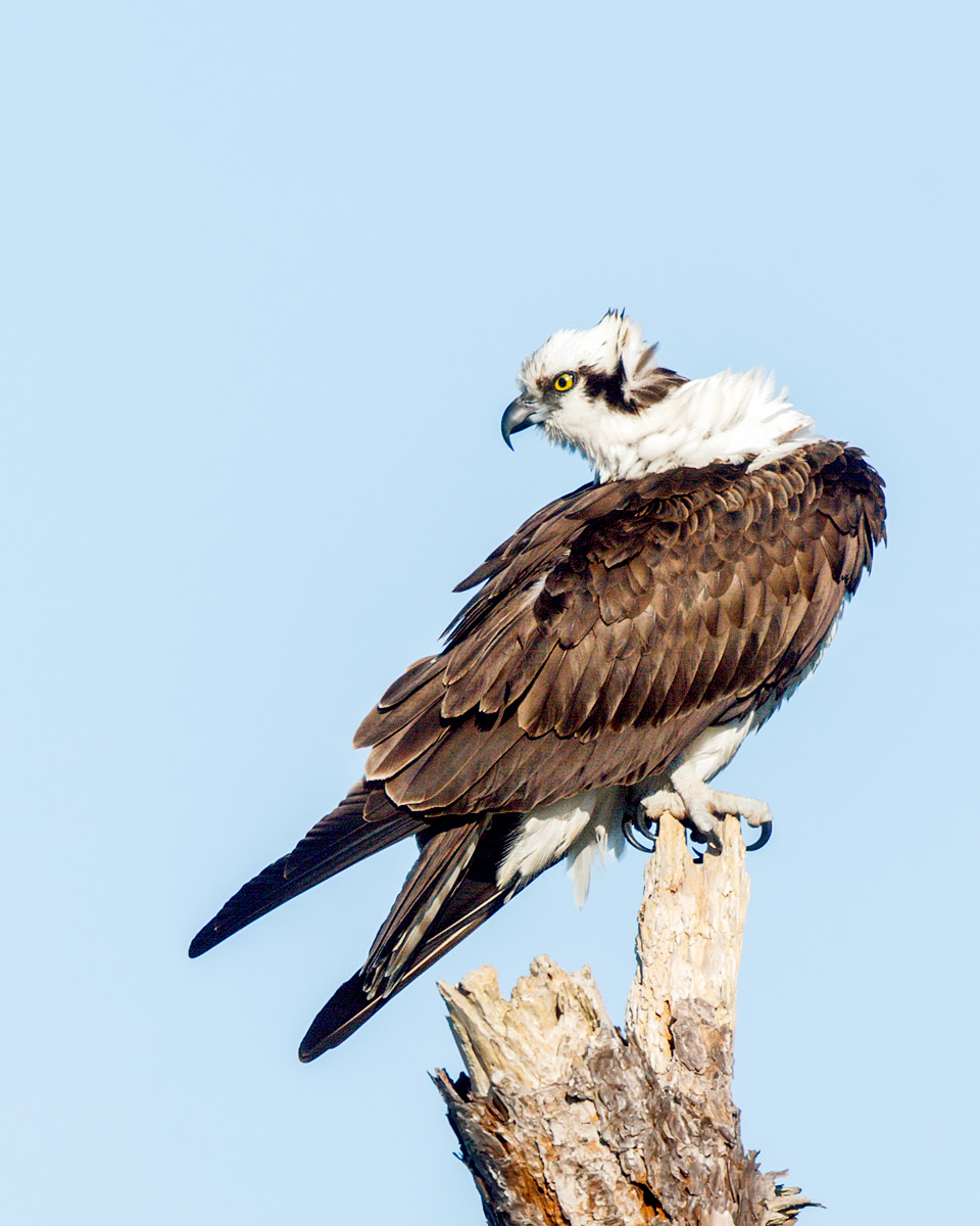 Watchful Osprey