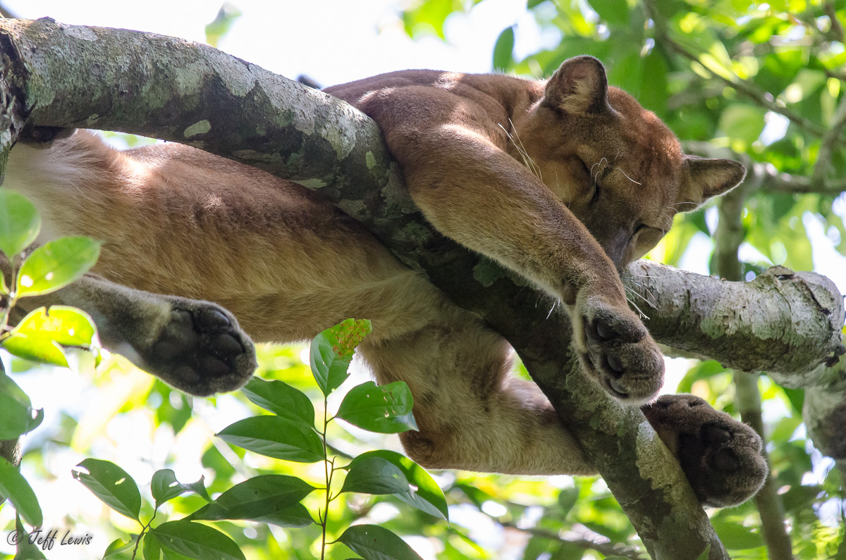 Corcovado Cougar