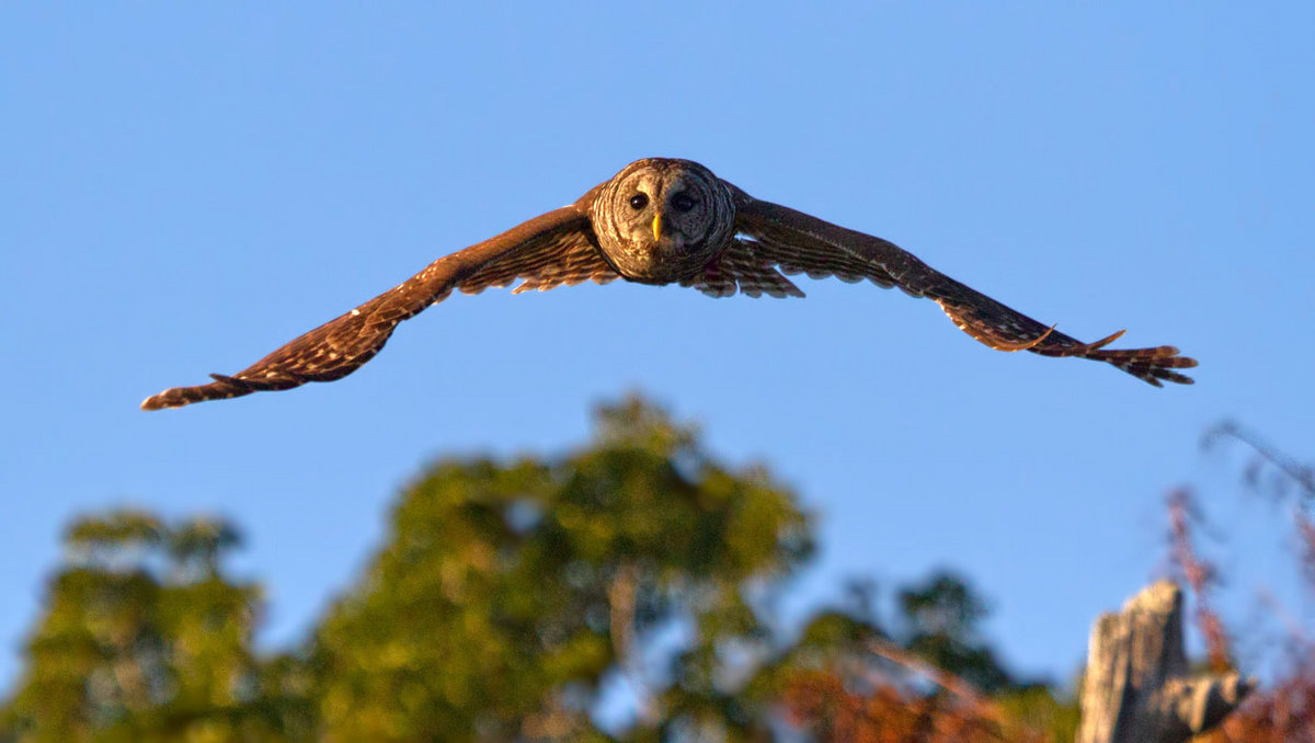 Flying towards ...