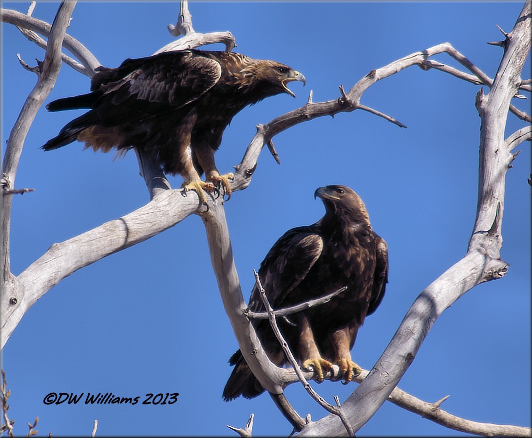 Golden Eagle Pair