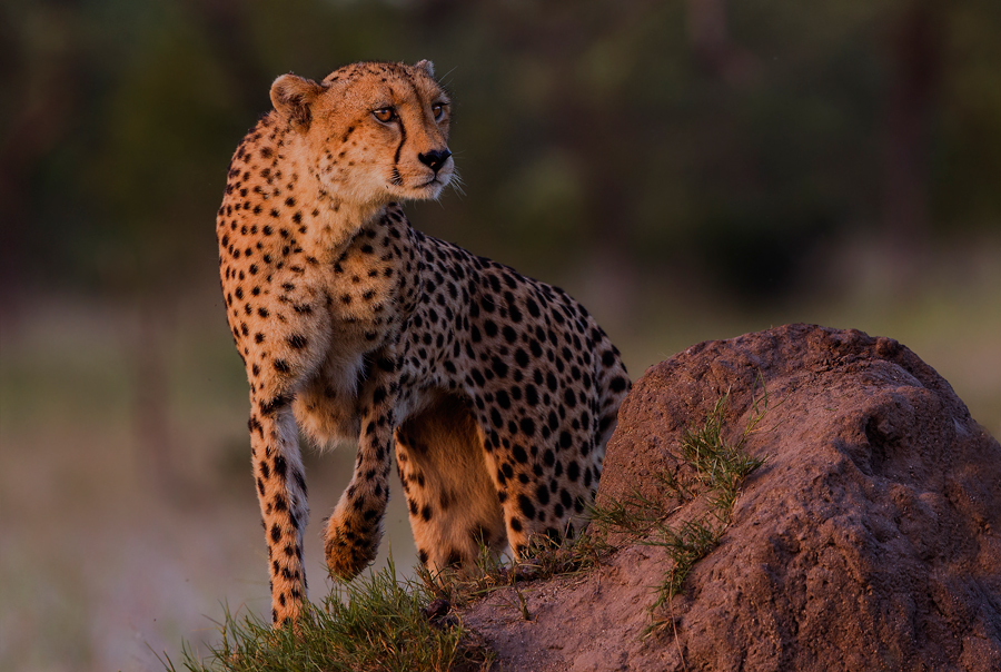 cheetah