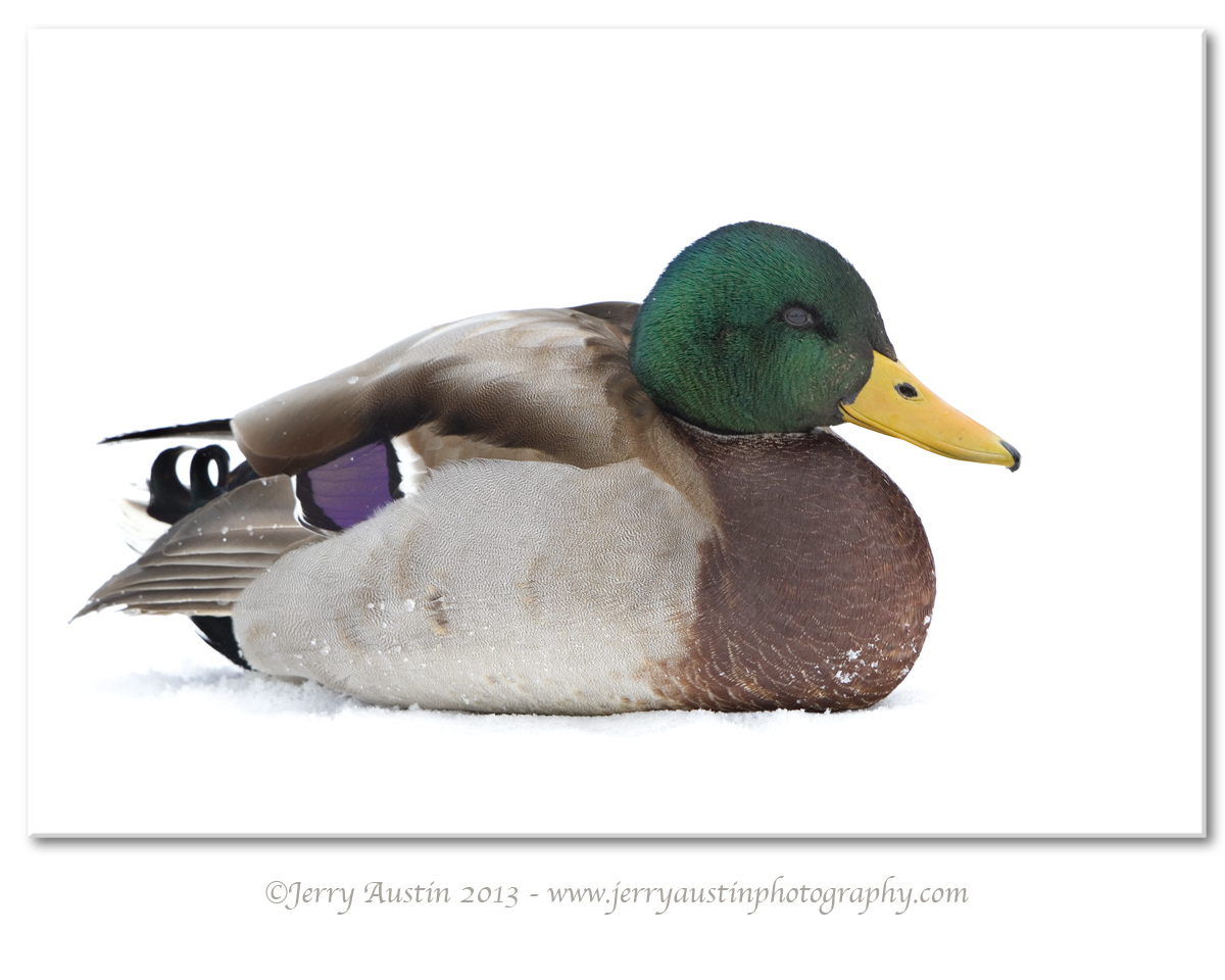 Snow Mallard