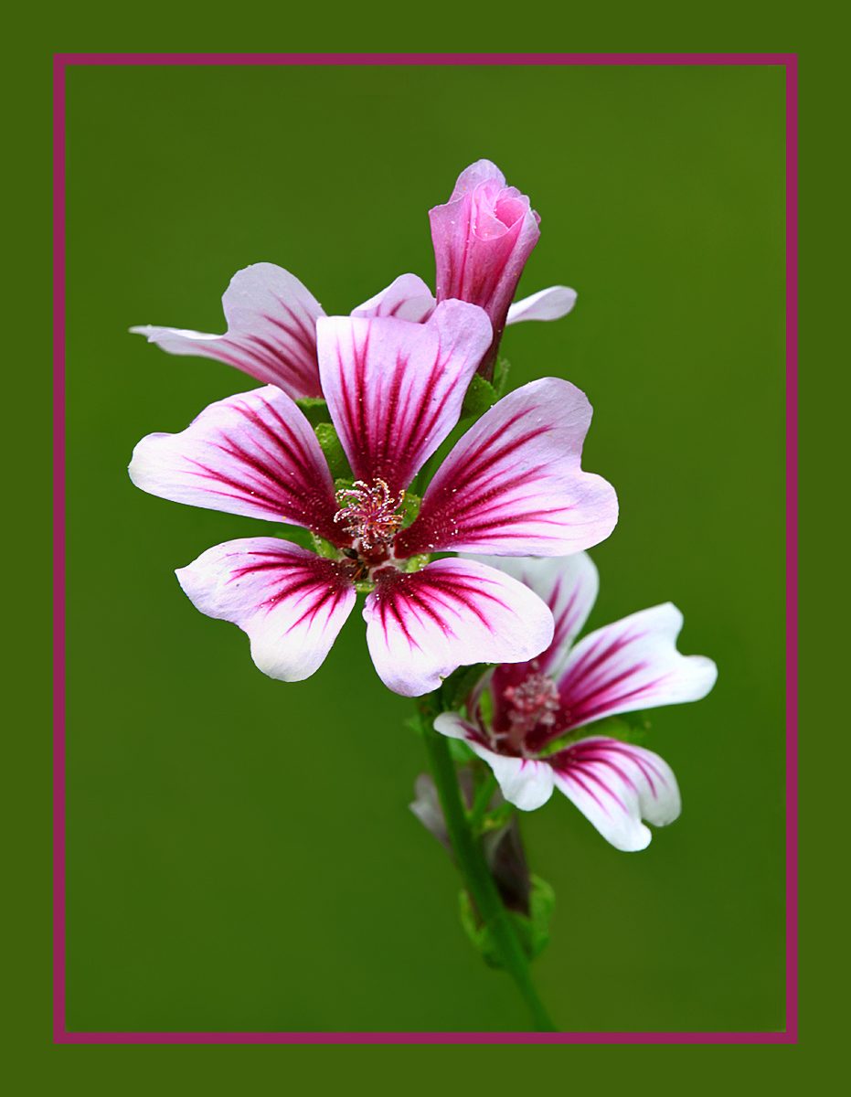 Dwarf Hollyhock
