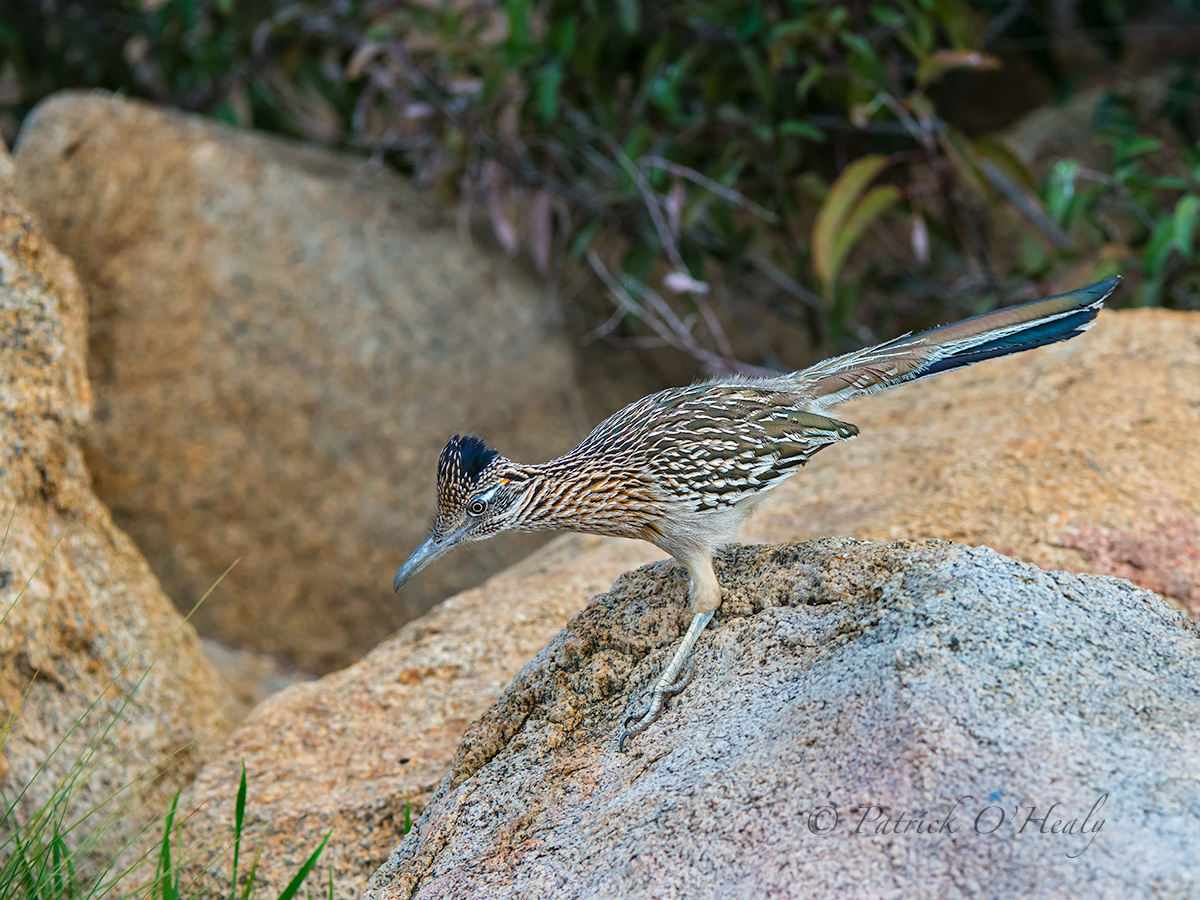 Van Tassel Road Runner