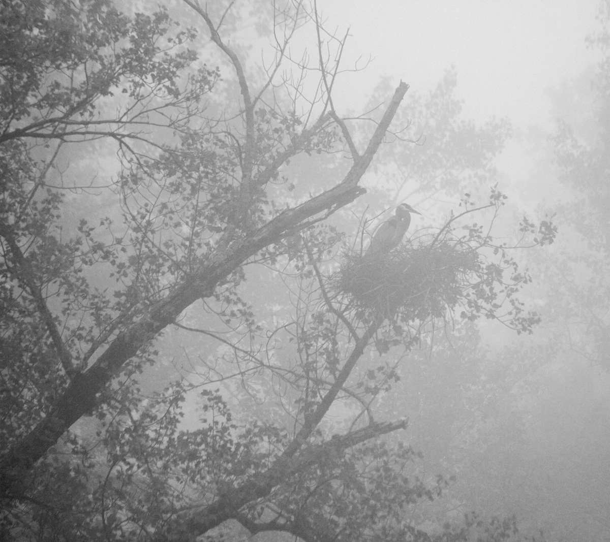 Foggy Sunday Morning