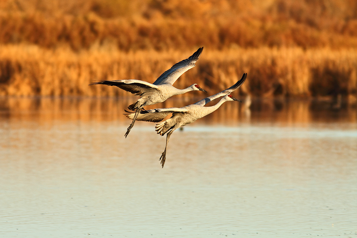 Synchronized flying REPOST