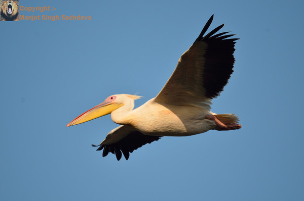 Rosy Pelican In Flight 