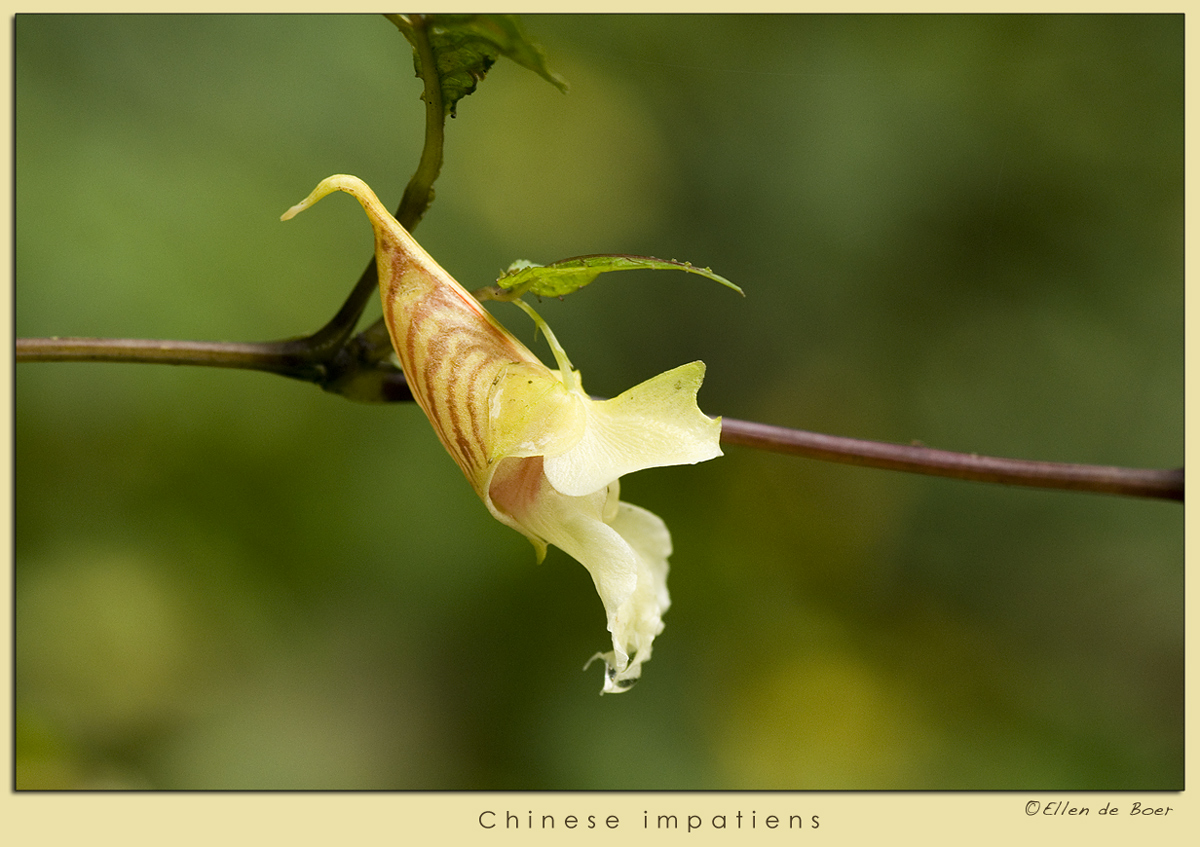 Chinese Impatiens