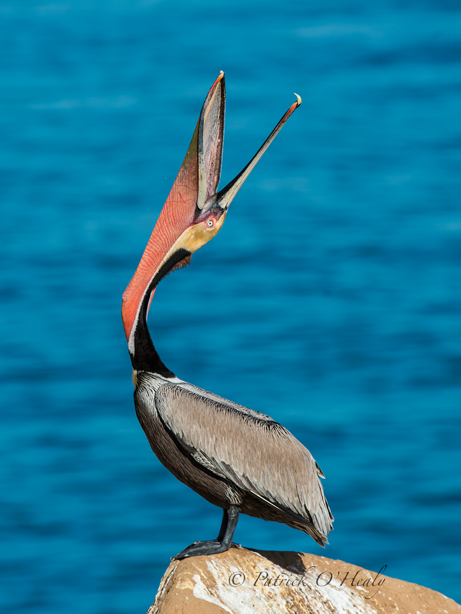 La Jolla Cove Pelican